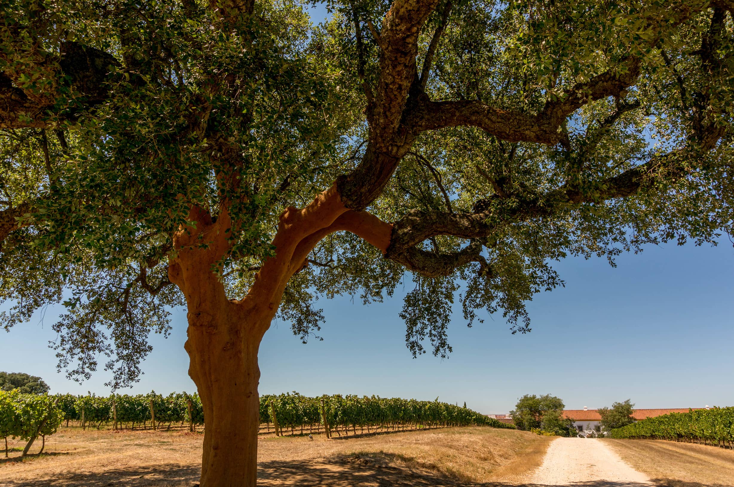 Portugal Cultural Experience - Evora Route Of Bacchus Tour FAQ